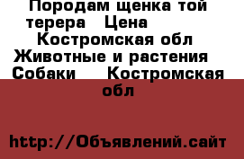 Породам щенка той терера › Цена ­ 3 000 - Костромская обл. Животные и растения » Собаки   . Костромская обл.